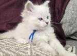 Leon - Siberian Kitten For Sale - Arnold&comma; MO&comma; US