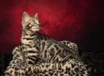 Mulder - Bengal Kitten For Sale - Severna Park&comma; MD&comma; US