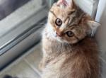 Scottish straight female stripe - Scottish Straight Kitten For Sale - Sarasota&comma; FL&comma; US