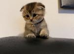 Scottish Fold British Shorthair kittens - Scottish Fold Kitten For Sale - NY&comma; US