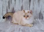 Nora - British Shorthair Cat For Sale - Chicago&comma; IL&comma; US