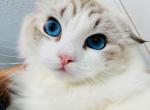sophia queen - Ragdoll Kitten For Sale - Los Angeles&comma; CA&comma; US
