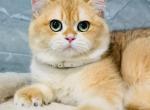 Diamond - British Shorthair Kitten For Sale - Los Angeles&comma; CA&comma; US