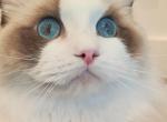 pretty Doll - Ragdoll Kitten For Sale - Irvine&comma; CA&comma; US