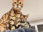 Aphrodite first litter - Bengal Kitten For Sale - NJ&comma; US