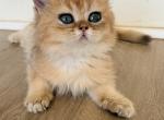 Alfie - British Shorthair Kitten For Sale - Jacksonville&comma; FL&comma; US
