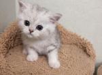 Milo - British Shorthair Kitten For Sale - Northridge&comma; CA&comma; US