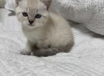 Scottish straight boy - Scottish Straight Kitten For Sale - Brooklyn&comma; NY&comma; US