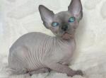 Lina - Sphynx Kitten For Sale - Brooklyn&comma; NY&comma; US