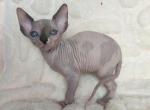 Sima - Sphynx Kitten For Sale - Brooklyn&comma; NY&comma; US