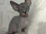 Kira - Sphynx Kitten For Sale - Brooklyn&comma; NY&comma; US