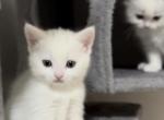 Scottish straight girl - Scottish Straight Kitten For Sale - Brooklyn&comma; NY&comma; US