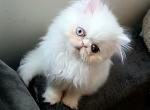 Princess - Persian Kitten For Sale - Princeton&comma; NJ&comma; US