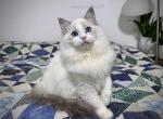 Colin - Ragdoll Kitten For Sale - Tuscaloosa&comma; AL&comma; US