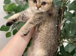Iris - Scottish Fold Kitten For Sale - Boca Raton&comma; FL&comma; US