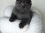 Channel - Scottish Fold Kitten For Sale - Boca Raton&comma; FL&comma; US
