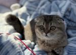 Kamila - Scottish Fold Kitten For Sale - Boca Raton&comma; FL&comma; US