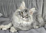 Ien Polydactyl - Maine Coon Kitten For Sale - Miami&comma; FL&comma; US