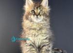 Vera - Maine Coon Kitten For Sale - Miami&comma; FL&comma; US