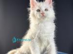 Van Der Graf - Maine Coon Kitten For Sale - Miami&comma; FL&comma; US
