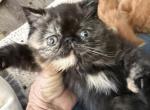 Exotic tortie girl - Exotic Kitten For Sale - Palm Coast&comma; FL&comma; US