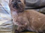 Turbo - Highlander Kitten For Sale - Bridgeton&comma; NJ&comma; US