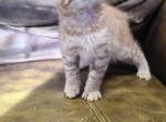 Mr Ed - Highlander Kitten For Sale - Bridgeton&comma; NJ&comma; US