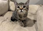 Silver - Bengal Kitten For Sale - NJ&comma; US