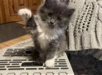 Fluffy - Domestic Kitten For Sale - Westfield&comma; MA&comma; US