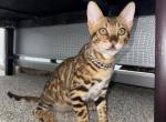 Musa - Domestic Kitten For Adoption - Missouri City&comma; TX&comma; US