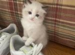 Ragdoll kittens Pennsylvania - Ragdoll Kitten For Sale - Boyertown&comma; PA&comma; US