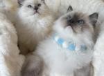 UPCOMING SPRING TICA RAGDOLL KITTENS - Ragdoll Kitten For Sale - Mt Morris&comma; IL&comma; US