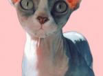Weenie Paulinie - Sphynx Cat For Sale - Tuckerton&comma; NJ&comma; US