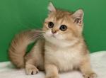 Umnitsa golden ny11 - Scottish Straight Kitten For Sale - Cathlamet&comma; WA&comma; US