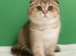 Uteha - Scottish Fold Kitten For Sale - Cathlamet&comma; WA&comma; US