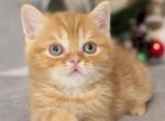 Cheeto - British Shorthair Kitten For Sale - New York&comma; NY&comma; US