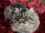 Simon - Persian Cat For Sale/Service - Wedowee&comma; AL&comma; US