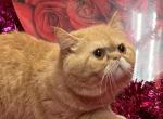 Garfield - Exotic Cat For Sale - Wedowee&comma; AL&comma; US
