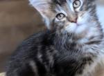 Hobbs - Maine Coon Kitten For Sale - Pewaukee&comma; WI&comma; US