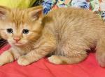 These kittens will bring happiness and joy to your - Scottish Straight Kitten For Sale - Springdale&comma; AR&comma; US