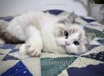 Burdock - Ragdoll Kitten For Sale - Tuscaloosa&comma; AL&comma; US
