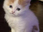 Angel longhair Scottish Straight Kitten - Scottish Straight Kitten For Sale - Springdale&comma; AR&comma; US
