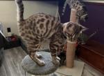 Fiona aka Annabeth - Bengal Kitten For Sale - Oklahoma City&comma; OK&comma; US