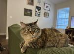 Echo - Domestic Cat For Adoption - Roswell&comma; GA&comma; US