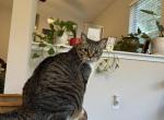Fives - Domestic Cat For Adoption - Roswell&comma; GA&comma; US