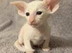 Oriental white - Oriental Kitten For Sale - Hollywood&comma; FL&comma; US