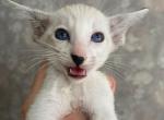 Oriental Chocolate tabbi with white - Oriental Kitten For Sale - Hollywood&comma; FL&comma; US