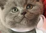Louis - British Shorthair Kitten For Sale - Brooklyn&comma; NY&comma; US
