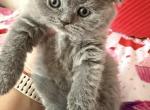 Lucas - Scottish Fold Kitten For Sale - Brooklyn&comma; NY&comma; US
