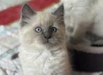 Cocoa - Ragdoll Kitten For Sale - Front Royal&comma; VA&comma; US